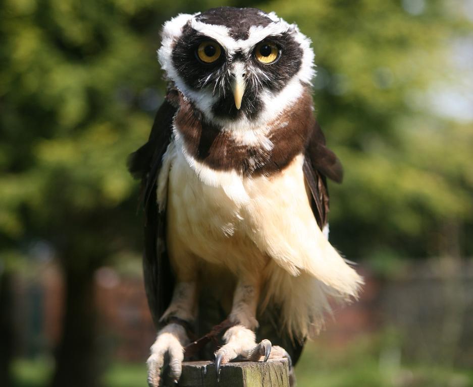 Exmoor Owl & Hawk Centre Acomodação com café da manhã Bossington Exterior foto